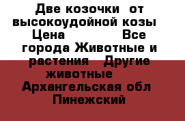 Две козочки  от высокоудойной козы › Цена ­ 20 000 - Все города Животные и растения » Другие животные   . Архангельская обл.,Пинежский 